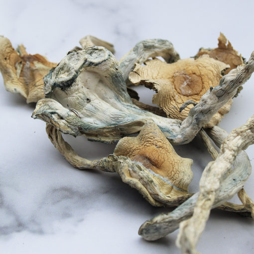 Treasure-Coast-Magic-Mushroom
