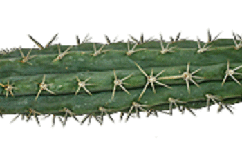 Peruvian Torch Cactus ( Trichocereus peruvianus)